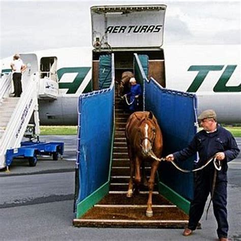 how are horses transported overseas.